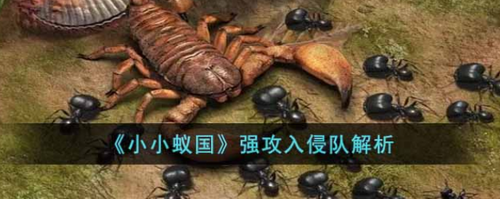 小小蚁国最强入侵阵容解析 强攻队实战技巧