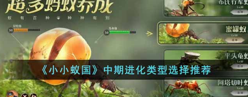 小小蚁国中期进化路线选择攻略